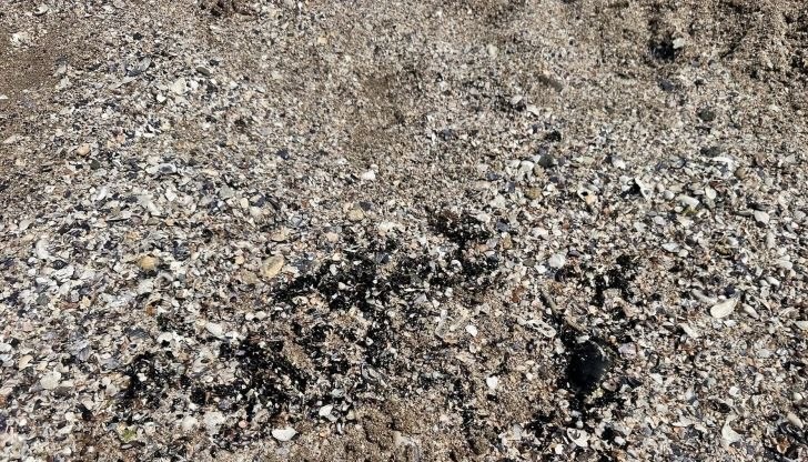 РИОСВ-Бургас отстрани замърсяването, общината успокоява гражданите РИОСВ-Бургас отстрани замърсяването, общината успокоява гражданите