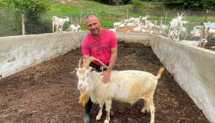 Димитър Тотев отглежда 120 белоснежни животни от почти заличената автохтонна порода