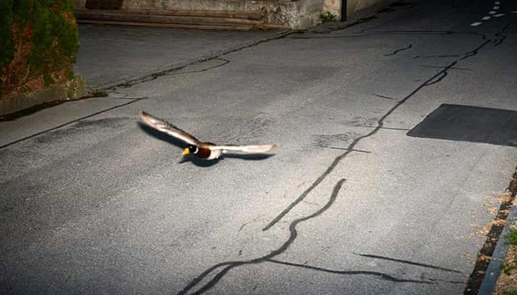 Дива патица наруши ограничението на скоростта в Швейцария Дива патица наруши ограничението на скоростта в Швейцария