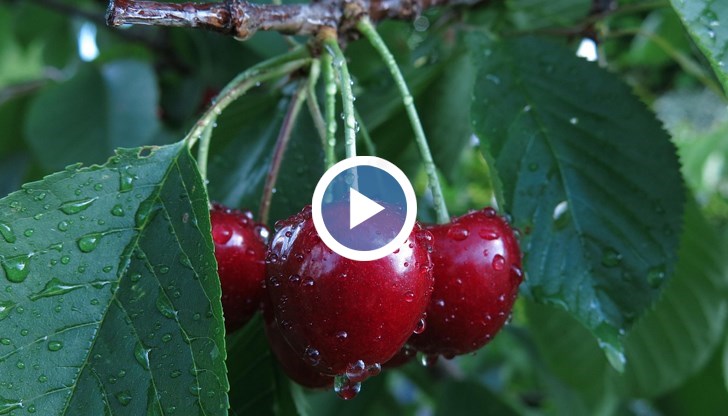 Държавата ще покрие 80% от разходите при напълно унищожена реколта, втора проверка предстои