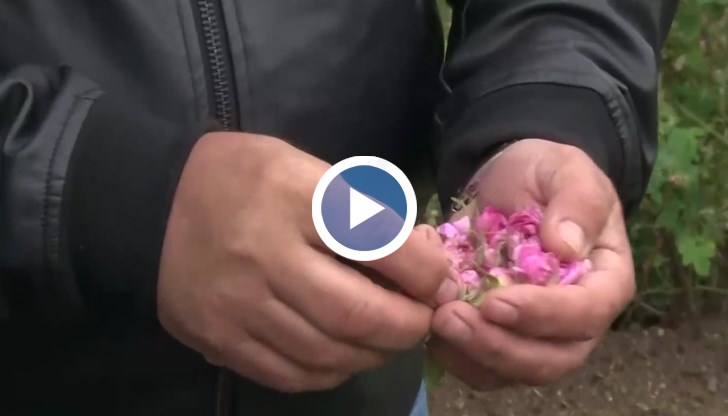 Пъпките на маслодайните растения остават неразвити заради студеното време, сподели розопроизводител