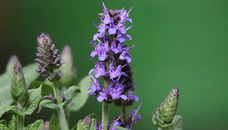 Ползите на градинския чай са многобройни