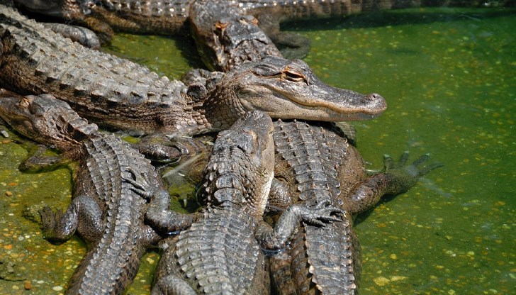 Пилот приземи самолет в блато, керосинът от повредения самолет спаси пътниците от нападение на влечугите