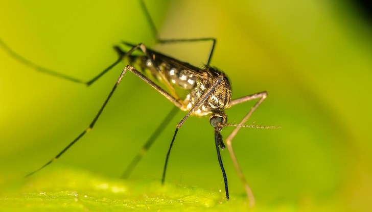 Пациентът се лекува в Пловдив, това е първият случай на висцерална лайшманиоза от десет години насам Пациентът се лекува в Пловдив, това е първият случай на висцерална лайшманиоза от десет години насам