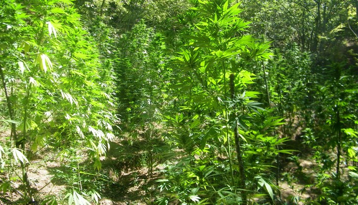 Осем души са арестувани при специализирана операция в Диарбекир