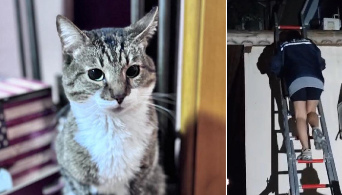 Академик Петър Иванов споделя емоционалната случка за спасяването на котарак