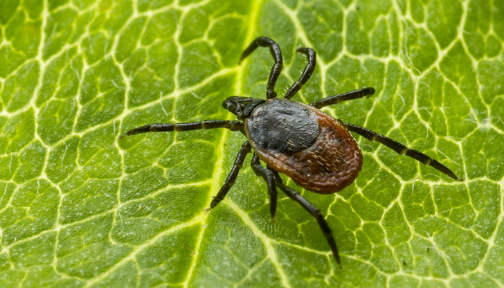 Трети смъртен случай за седмица в ендемичния район на Сивас27-годишен