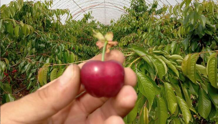 Цената е с 18 лева по-висока от миналогодишната заради студеното