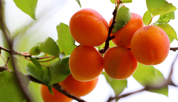 Районът Русе - Силистра остава без реколта за първи път