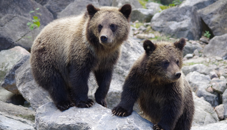 Увеличената популация и липсата на храна в планината принуждават дивите