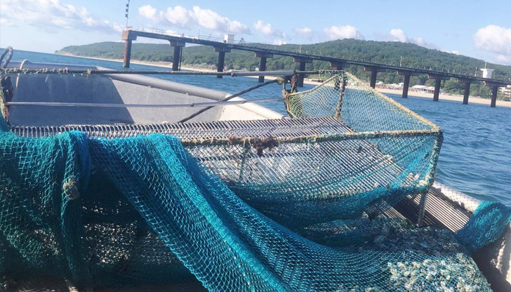 Инспекторите спасиха 15 кг пясъчна мида и 6 кг риба,