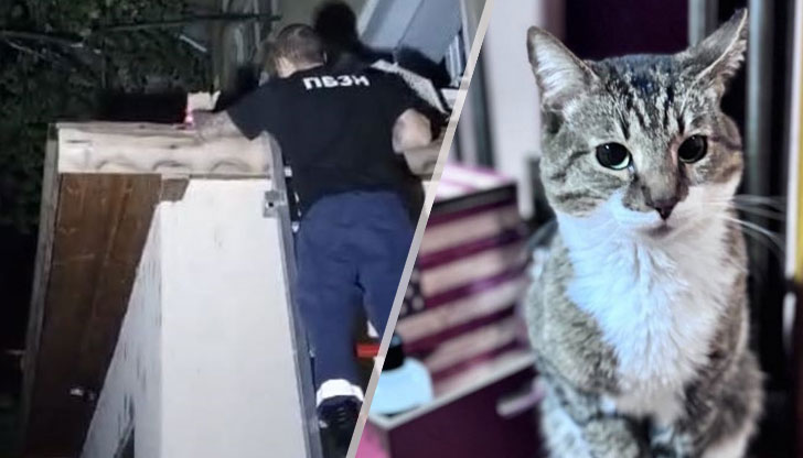 Стопанката на бедстващия котарак: Пожарникарите бяха много любезни, благодаря им