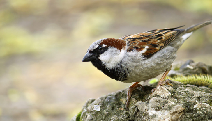 Преброяването е част от инициатива за опазване на градските птициЛюбимата