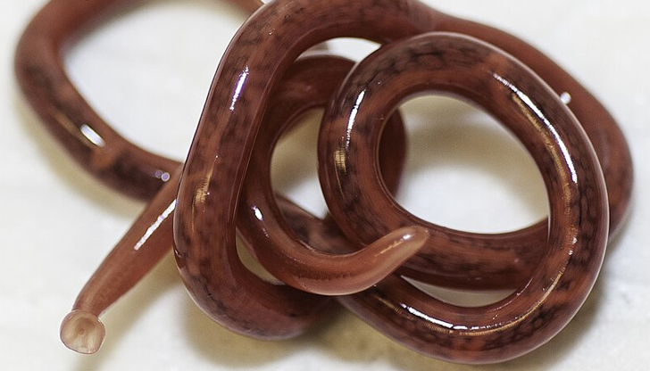 Мъжът признал, че се храни със сурова риба32-годишен мъж от