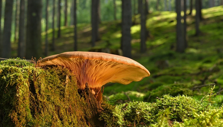 Възможни са краткотрайни валежи следобедПланинските спасители от Българския Червен кръст