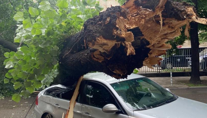 Липата се е прекършила зад Съдебната палатаГолямо дърво от вида