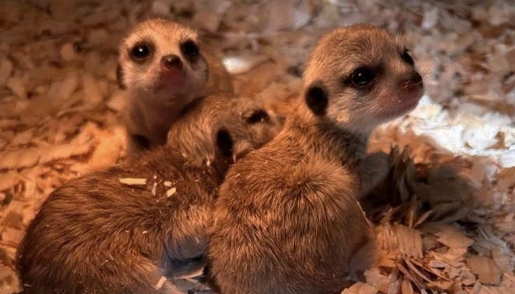 Управителят Кръстьо Дъбов: Искаме да създадем контактна зона, за да