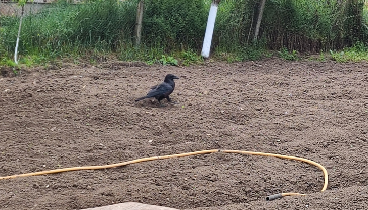 Собственикът твърди, че е намерил птицата в бедстващо състояние в