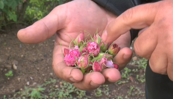Студът в началото на април попари пъпките преди да разцъфнатКампанията