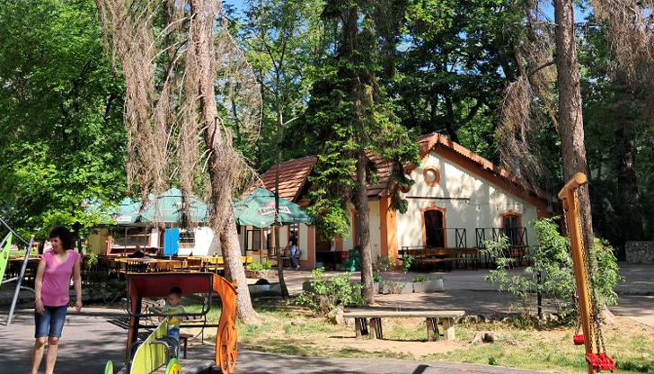 Изсъхналите дървета представляват и повишен риск от пожарНяколко изсъхнали борови