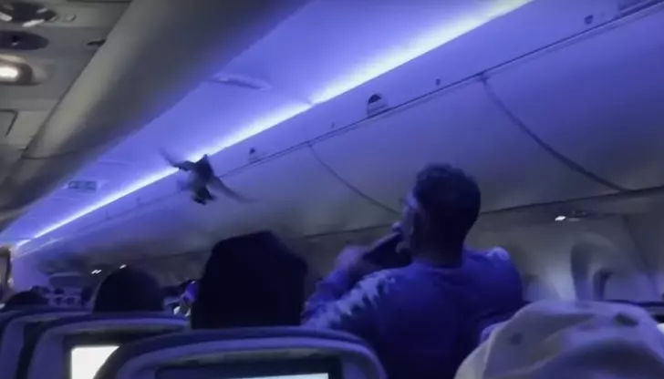 Екипажът и пътниците се опитаха да хванат птиците с якетаДва