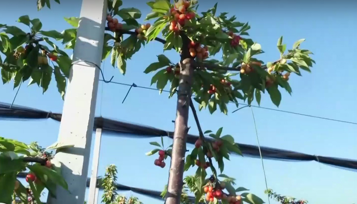 Земеделски производители очакват високи цени заради слаба реколтаБългарските череши ще