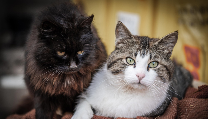 Проучване отваря нови перспективи за използването на интернет съдържаниетоИнтернет пространството