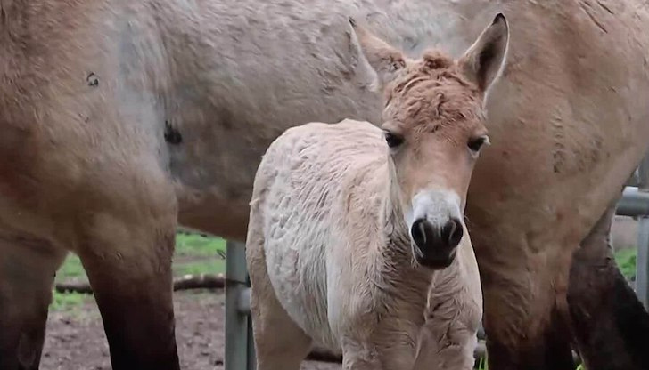 Карина е първото конче на Пржевалски в България от 2019
