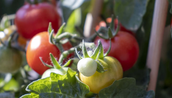 Детерминантни или индетерминантни домати – кои са подходящи за вашата