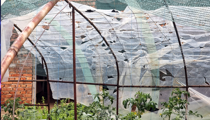 Сняг вали на Витоша и в планините, температурите падат до