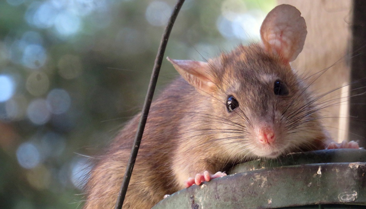 Потвърдени са 17 случая на лептоспироза, има опасност и от