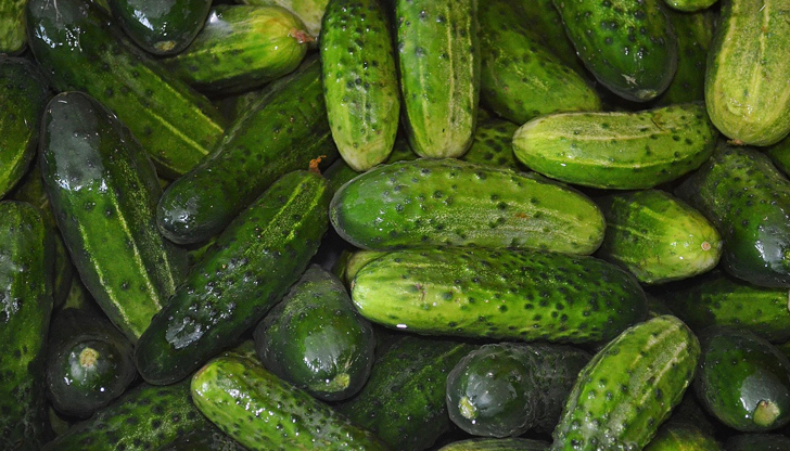 Въпреки санкциите 83% от краставиците внесени в Полша идват от