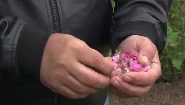 Пъпките на маслодайните растения остават неразвити заради студеното време, сподели