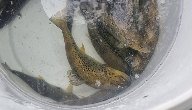 ИАРА – Пазарджик извърши над 44 проверки и участва в