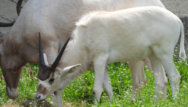 Видът е на ръба на изчезването с по-малко от 100