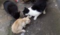 Започва преброяване на бездомните котки в Русе
