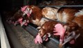 Българска ферма държи 75 хиляди кокошки в потресаващи условия