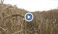 Зърнопроизводители очакват по-слаба реколта в Русенско