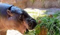 Софийският зоопарк посрещна хипопотам джудже