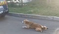 Откриха мъртво влаченото куче в Българово