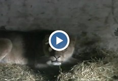 Кметът на Брестовец разказва как се отглежда 140 килограмова лъвица в