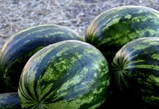 Националният съюз на земеделските кооперативи алармира за сериозни щети за