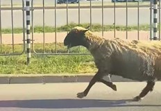 Шофьори се забавляват с коментари че животното бърза да приеме