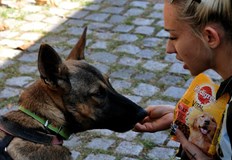 Русе е сред областите с най високи нива на осиновяване през