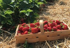 Експерти споделят как да удвоите добива от ягодовите насажденияЯгодите са