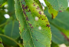 Болестта засяга засяга стотици видове растенияБрашнестата мана е сред най разпространените