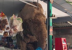 Животното изяло пакети със сладки оризови бисквити и си тръгнало