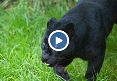 Видеоматериал потвърждава наличието на дивия хищник за който се предполага