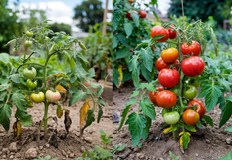 Рибеното брашно осигурява на растенията азот и фосфор за по здрави