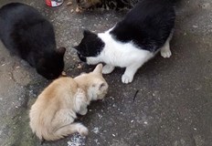 Доброволци ще събират данни за уличната котешка популация от 1